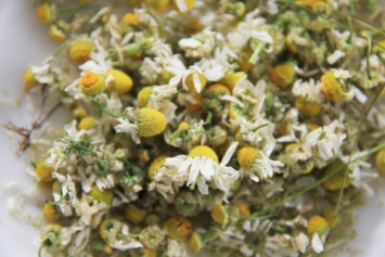 chamomile, bunga chamomile, kamomil, bunga kamomil, matricaria chamomilla, jual chamomile, chamomile kering, bunga chamomile kering, ekstrak chamomile, minyak chamomile, pabrik chamomile, produsen chamomile, perusahaan chamomile, supplier chamomile, distributor chamomile, jual bunga kamomil, pabrik bunga chamomile, produsen bunga chamomile, perusahaan bunga chamomile, supplier bunga chamomile, distributor bunga chamomile, simplisia bunga chamomile