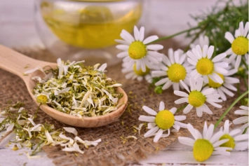 chamomile, bunga chamomile, kamomil, bunga kamomil, matricaria chamomilla, jual chamomile, chamomile kering, bunga chamomile kering, ekstrak chamomile, minyak chamomile, pabrik chamomile, produsen chamomile, perusahaan chamomile, supplier chamomile, distributor chamomile, jual bunga kamomil, pabrik bunga chamomile, produsen bunga chamomile, perusahaan bunga chamomile, supplier bunga chamomile, distributor bunga chamomile, simplisia bunga chamomile