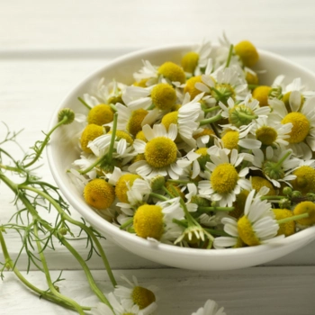 chamomile, bunga chamomile, kamomil, bunga kamomil, matricaria chamomilla, jual chamomile, chamomile kering, bunga chamomile kering, ekstrak chamomile, minyak chamomile, pabrik chamomile, produsen chamomile, perusahaan chamomile, supplier chamomile, distributor chamomile, jual bunga kamomil, pabrik bunga chamomile, produsen bunga chamomile, perusahaan bunga chamomile, supplier bunga chamomile, distributor bunga chamomile, simplisia bunga chamomile
