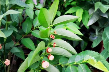 katuk, daun katuk, daun sauropus androgynus, jual daun katuk, daun katuk kering, ekstrak daun katuk, serbuk daun katuk, bubuk daun katuk, pabrik daun katuk, produsen daun katuk, perusahaan daun katuk, supplier daun katuk, distributor daun katuk, jual katuk kering, pabrik katuk, produsen katuk, perusahaan katuk, supplier katuk, distributor katuk, simplisia daun katuk