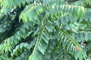 katuk, daun katuk, daun sauropus androgynus, jual daun katuk, daun katuk kering, ekstrak daun katuk, serbuk daun katuk, bubuk daun katuk, pabrik daun katuk, produsen daun katuk, perusahaan daun katuk, supplier daun katuk, distributor daun katuk, jual katuk kering, pabrik katuk, produsen katuk, perusahaan katuk, supplier katuk, distributor katuk, simplisia daun katuk