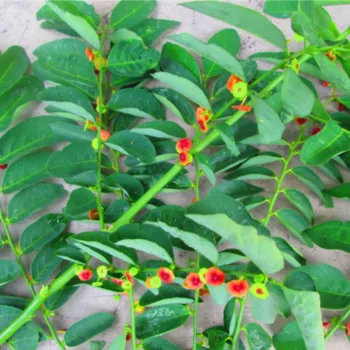 katuk, daun katuk, daun sauropus androgynus, jual daun katuk, daun katuk kering, ekstrak daun katuk, serbuk daun katuk, bubuk daun katuk, pabrik daun katuk, produsen daun katuk, perusahaan daun katuk, supplier daun katuk, distributor daun katuk, jual katuk kering, pabrik katuk, produsen katuk, perusahaan katuk, supplier katuk, distributor katuk, simplisia daun katuk
